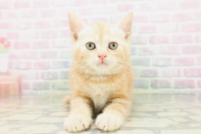 埼玉県のアメリカンショートヘアー (Coo&RIKU大宮店/2026年5月15日生まれ/女の子/レッドタビー)の子猫