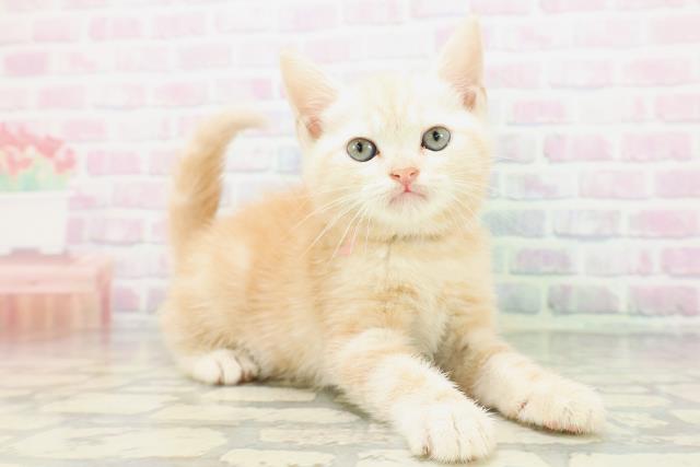 アメリカンショートヘアーの子猫一覧｜ペットショップCoo＆RIKU
