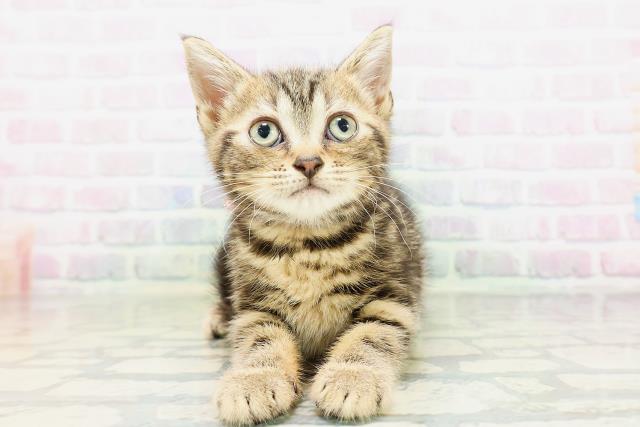 埼玉県のアメリカンショートヘアー (Coo&RIKU大宮店/2026年5月15日生まれ/女の子/ブラウンタビー)の子猫