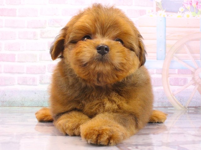 兵庫県のポメプー(ポメラニアン×プードル) (Coo&RIKU丹波店/2026年5月16日生まれ/男の子/茶)の子犬の1枚目の画像