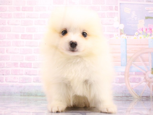 大阪府のポメラニアン (Coo&RIKU高槻店/2026年5月13日生まれ/男の子/クリーム)の子犬の1枚目の画像