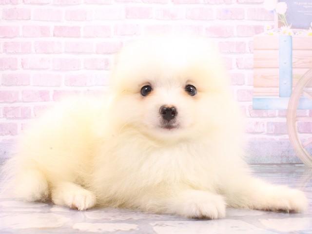 大阪府のポメラニアン (Coo&RIKU高槻店/2026年5月13日生まれ/男の子/クリーム)の子犬の2枚目の画像