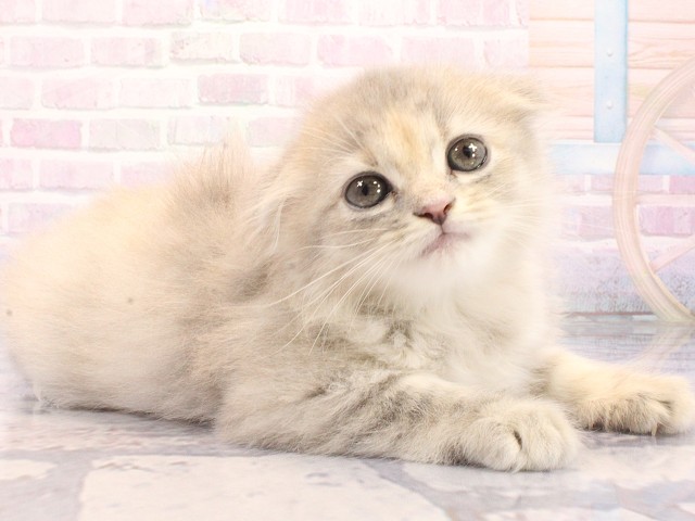 大阪府のスコティッシュフォールド (Coo&RIKU高槻店/2026年5月10日生まれ/女の子/ブルーパッチドタビー)の子猫の2枚目の画像