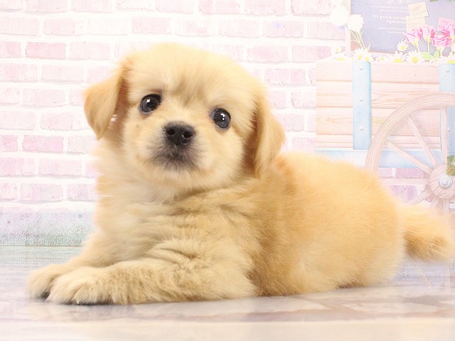 大阪府のポメックス(ポメラニアン×ダックス) (Coo&RIKU心斎橋店/2026年5月15日生まれ/女の子/クリーム)の子犬の3枚目の画像