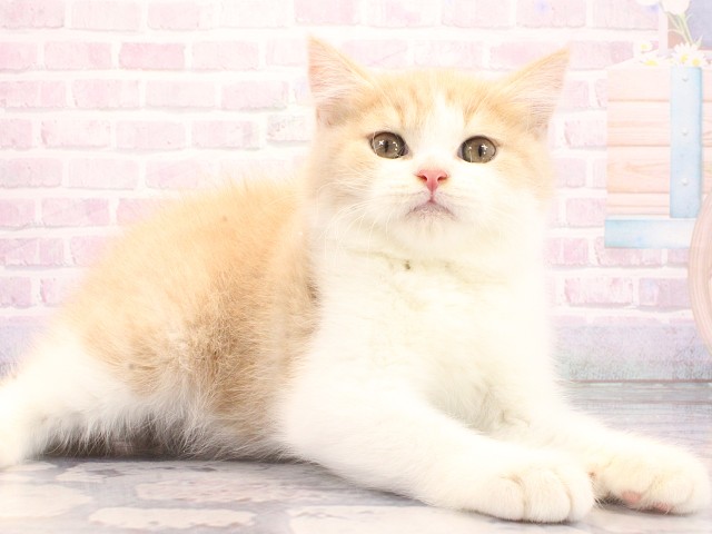 東京都のブリティッシュショートヘアー (Coo&RIKU高円寺店/2026年5月5日生まれ/男の子/クリームホワイト)の子猫の2枚目の画像