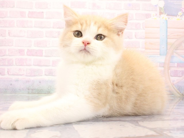 東京都のブリティッシュショートヘアー (Coo&RIKU高円寺店/2026年5月5日生まれ/男の子/クリームホワイト)の子猫の3枚目の画像