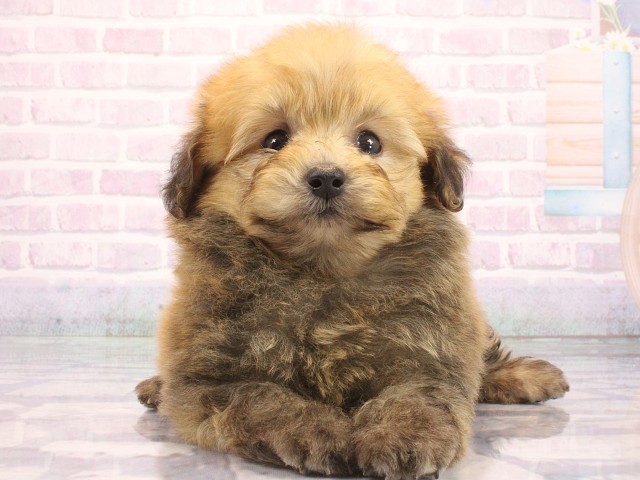 大阪府のポメプー(ポメラニアン×プードル) (Coo&RIKU梅田店/2026年5月16日生まれ/男の子/フォーン)の子犬の1枚目の画像