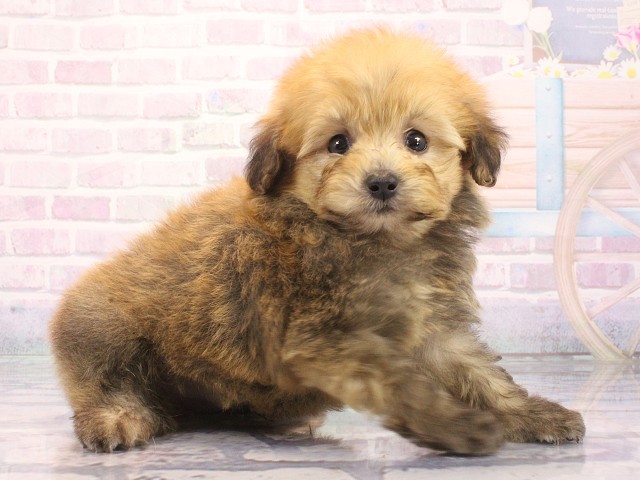 大阪府のポメプー(ポメラニアン×プードル) (Coo&RIKU梅田店/2026年5月16日生まれ/男の子/フォーン)の子犬の3枚目の画像