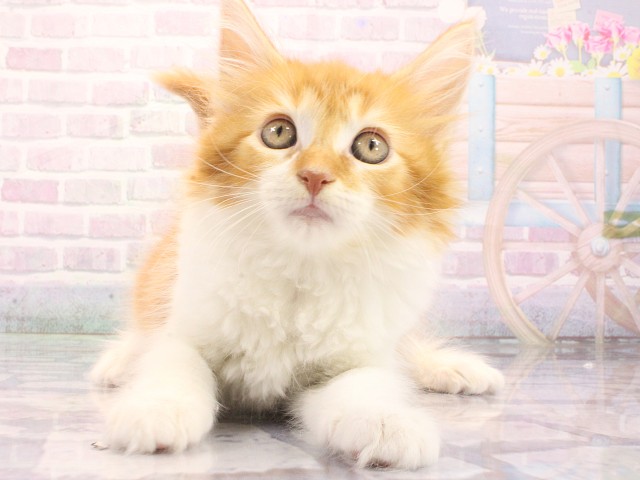 兵庫県のメインクーン (Coo&RIKU姫路店/2026年5月12日生まれ/女の子/レッドタビーホワイト)の子猫の1枚目の画像