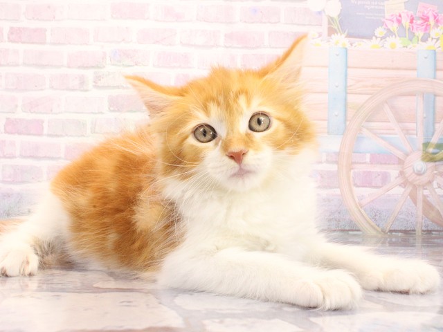 兵庫県のメインクーン (Coo&RIKU姫路店/2026年5月12日生まれ/女の子/レッドタビーホワイト)の子猫の2枚目の画像