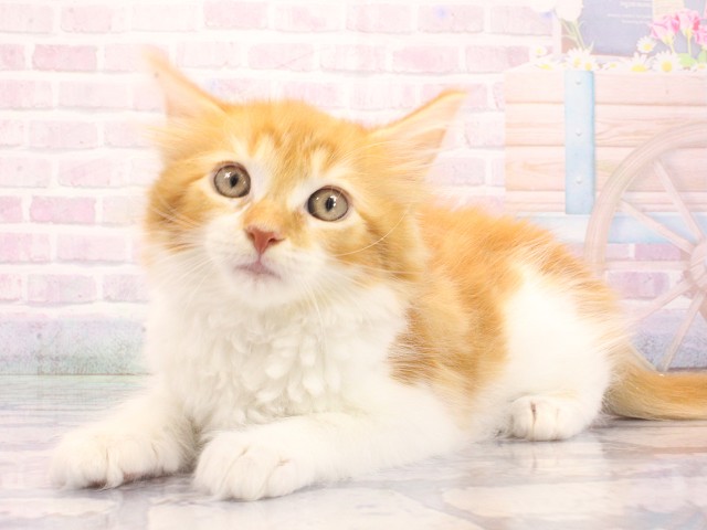 兵庫県のメインクーン (Coo&RIKU姫路店/2026年5月12日生まれ/女の子/レッドタビーホワイト)の子猫の3枚目の画像