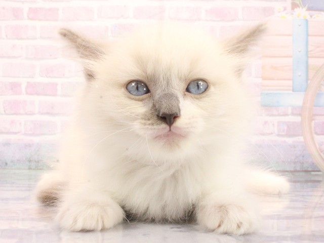 大阪府のラグドール (Coo&RIKU高槻店/2026年5月10日生まれ/男の子/ブルーポイントミテッド)の子猫の1枚目の画像