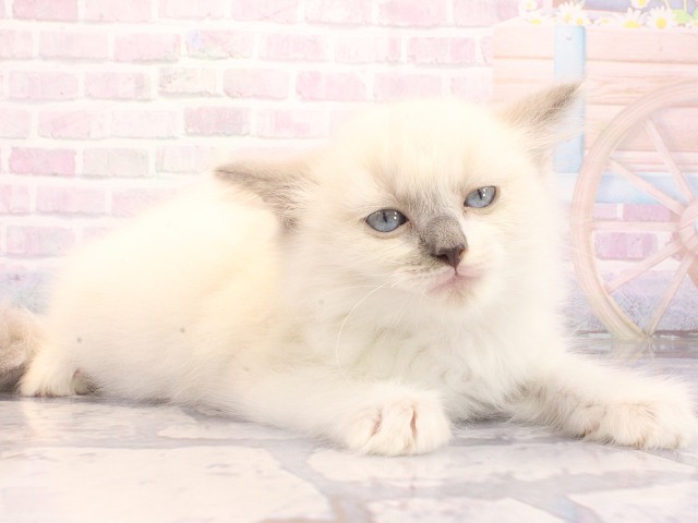 大阪府のラグドール (Coo&RIKU高槻店/2026年5月10日生まれ/男の子/ブルーポイントミテッド)の子猫の2枚目の画像