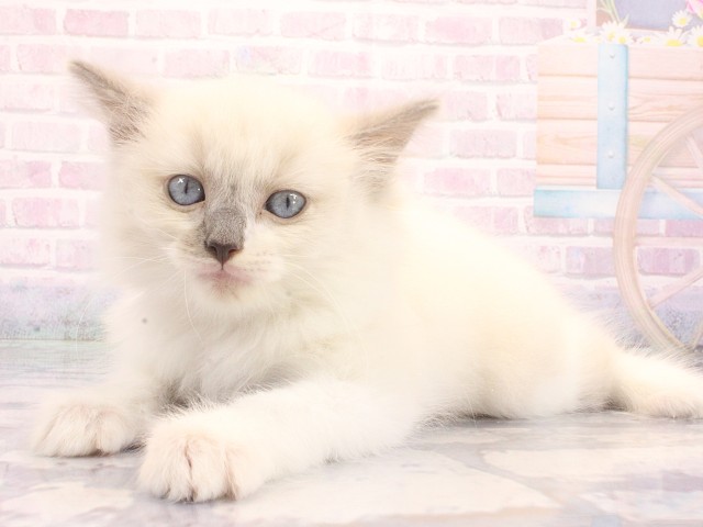 大阪府のラグドール (Coo&RIKU高槻店/2026年5月10日生まれ/男の子/ブルーポイントミテッド)の子猫の3枚目の画像