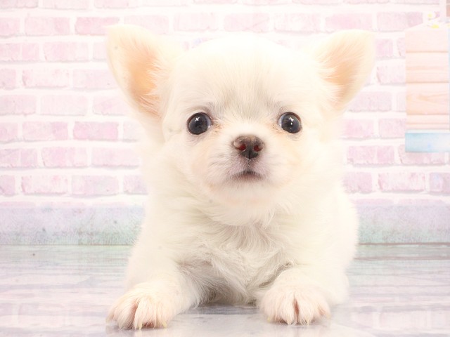 大阪府のチワワ(ロング) (Coo&RIKU高槻店/2026年5月16日生まれ/男の子/ホワイトクリーム)の子犬の1枚目の画像