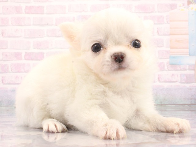 大阪府のチワワ(ロング) (Coo&RIKU高槻店/2026年5月16日生まれ/男の子/ホワイトクリーム)の子犬の2枚目の画像