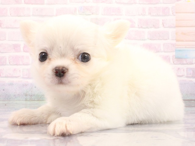 大阪府のチワワ(ロング) (Coo&RIKU高槻店/2026年5月16日生まれ/男の子/ホワイトクリーム)の子犬の3枚目の画像