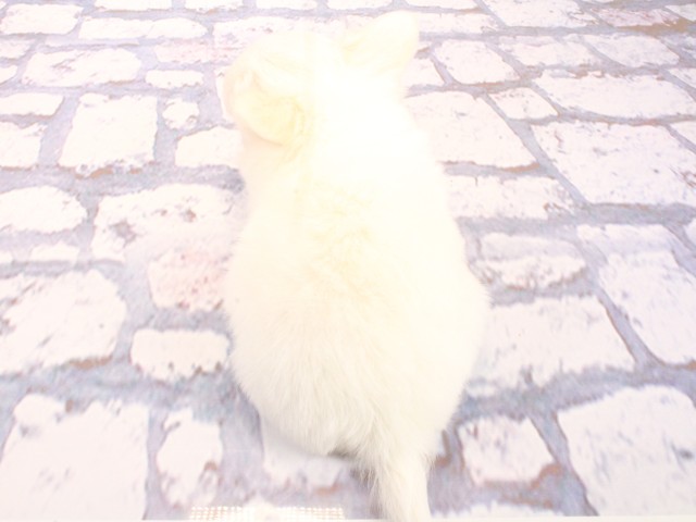 大阪府のチワワ(ロング) (Coo&RIKU高槻店/2026年5月16日生まれ/男の子/ホワイトクリーム)の子犬の4枚目の画像