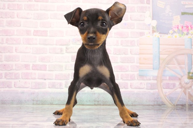 兵庫県のミニチュアピンシャー (Coo&RIKU姫路店/2026年5月14日生まれ/男の子/ブラックタン)の子犬の1枚目の画像