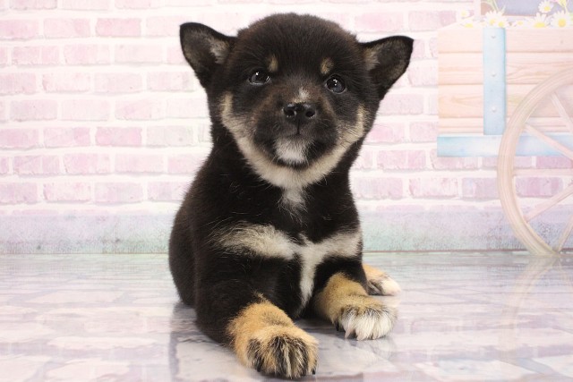 和歌山県の豆柴 (Coo&RIKU和歌山店/2026年5月15日生まれ/女の子/黒)の子犬