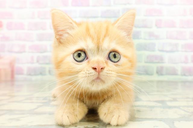 広島県のミヌエット (Coo&RIKU広島北店/2026年5月13日生まれ/女の子/レッドタビー)の子猫の1枚目の画像