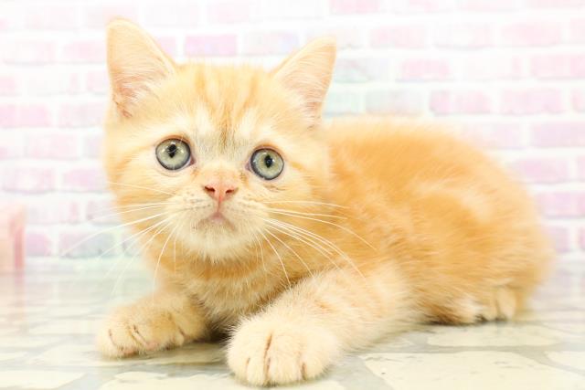 広島県のミヌエット (Coo&RIKU広島北店/2026年5月13日生まれ/女の子/レッドタビー)の子猫の2枚目の画像