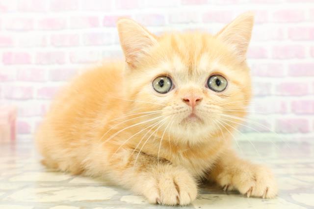 広島県のミヌエット (Coo&RIKU広島北店/2026年5月13日生まれ/女の子/レッドタビー)の子猫の3枚目の画像