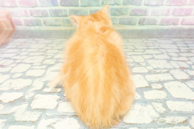 広島県のミヌエット (Coo&RIKU広島北店/2026年5月13日生まれ/女の子/レッドタビー)の子猫の4枚目の画像