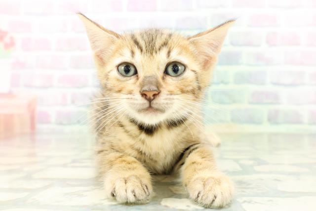 栃木県のベンガル (Coo&RIKU足利店/2026年5月15日生まれ/男の子/ブラウンスポットタビー)の子猫の1枚目の画像