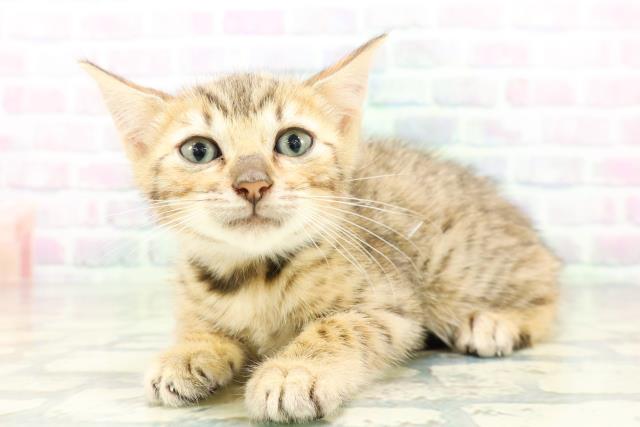 栃木県のベンガル (Coo&RIKU足利店/2026年5月15日生まれ/男の子/ブラウンスポットタビー)の子猫の2枚目の画像