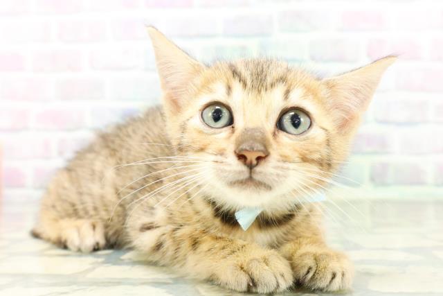 栃木県のベンガル (Coo&RIKU足利店/2026年5月15日生まれ/男の子/ブラウンスポットタビー)の子猫の3枚目の画像