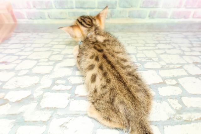 栃木県のベンガル (Coo&RIKU足利店/2026年5月15日生まれ/男の子/ブラウンスポットタビー)の子猫の4枚目の画像