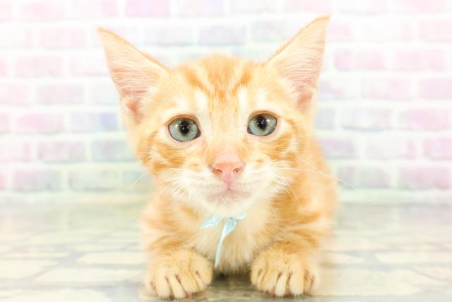東京都のジェネッタ (Coo&RIKU八王子西店/2026年5月4日生まれ/男の子/レッドタビー)の子猫