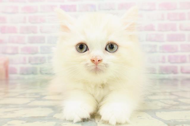 青森県のミヌエット (Coo&RIKU八戸店/2026年5月4日生まれ/男の子/クリームタビーホワイト)の子猫