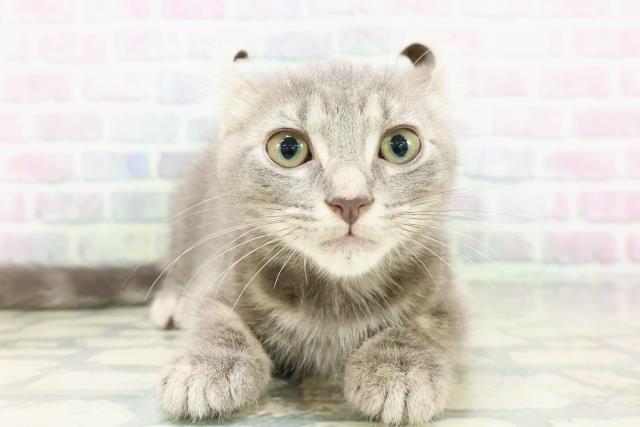 千葉県のアメリカンカール (Coo&RIKU流山店/2026年5月5日生まれ/女の子/ブルータビー)の子猫