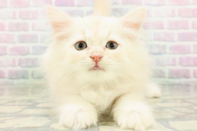 福島県のラガマフィン (Coo&RIKUいわき店/2026年5月4日生まれ/男の子/クリームタビー)の子猫