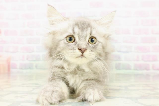 新潟県のラガマフィン (Coo&RIKU長岡店/2026年5月4日生まれ/女の子/ブルータビー)の子猫の1枚目の画像
