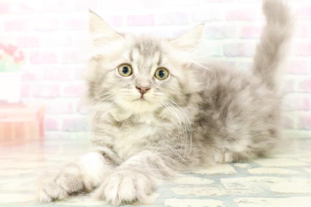 新潟県のラガマフィン (Coo&RIKU長岡店/2026年5月4日生まれ/女の子/ブルータビー)の子猫の2枚目の画像
