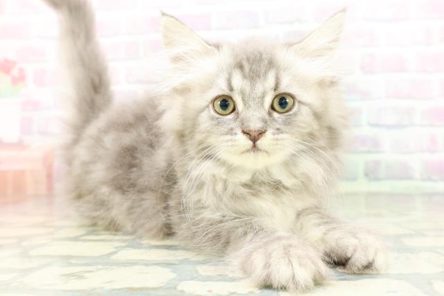 新潟県のラガマフィン (Coo&RIKU長岡店/2026年5月4日生まれ/女の子/ブルータビー)の子猫の3枚目の画像