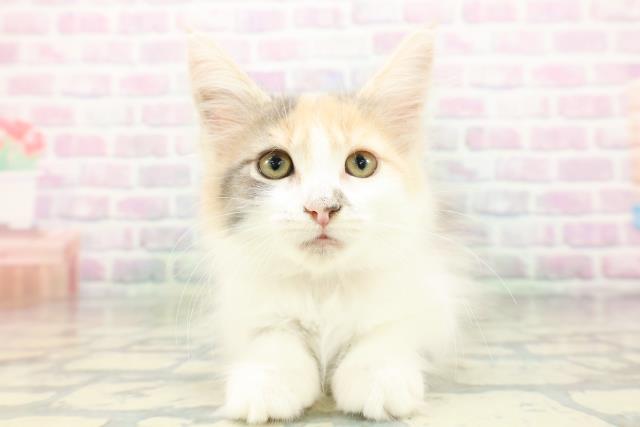 東京都のメインクーン (Coo&RIKU立川店/2026年4月21日生まれ/女の子/ダイリュートキャリコ)の子猫の1枚目の画像
