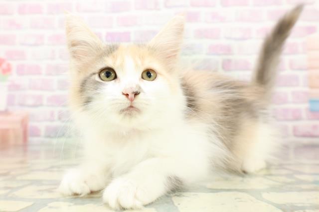東京都のメインクーン (Coo&RIKU立川店/2026年4月21日生まれ/女の子/ダイリュートキャリコ)の子猫の2枚目の画像
