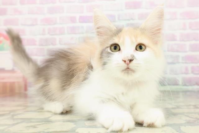 東京都のメインクーン (Coo&RIKU立川店/2026年4月21日生まれ/女の子/ダイリュートキャリコ)の子猫の3枚目の画像