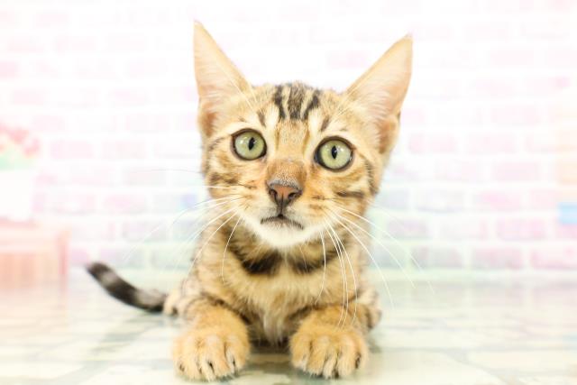 岩手県のベンガル (Coo&RIKU一関店/2026年4月20日生まれ/男の子/ブラウンスポットタビー)の子猫