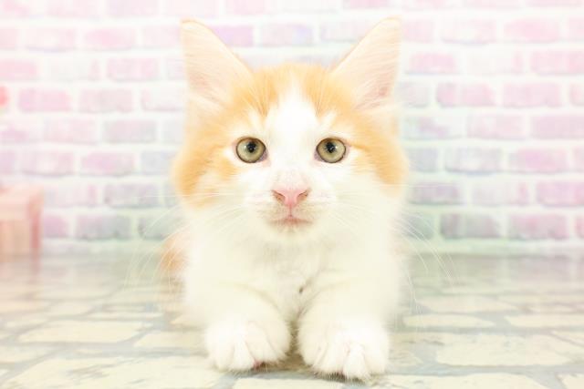 北海道のノルウェージャンフォレストキャット (Coo&RIKU札幌西店/2026年5月6日生まれ/男の子/レッドタビーホワイト)の子猫の1枚目の画像