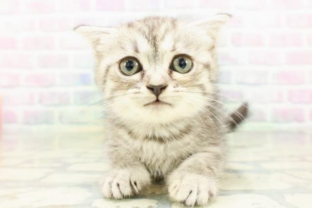 長野県のスコティッシュフォールド (Coo&RIKU松本店/2026年5月15日生まれ/女の子/シルバータビー)の子猫の1枚目の画像