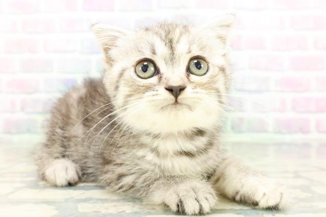 長野県のスコティッシュフォールド (Coo&RIKU松本店/2026年5月15日生まれ/女の子/シルバータビー)の子猫の3枚目の画像