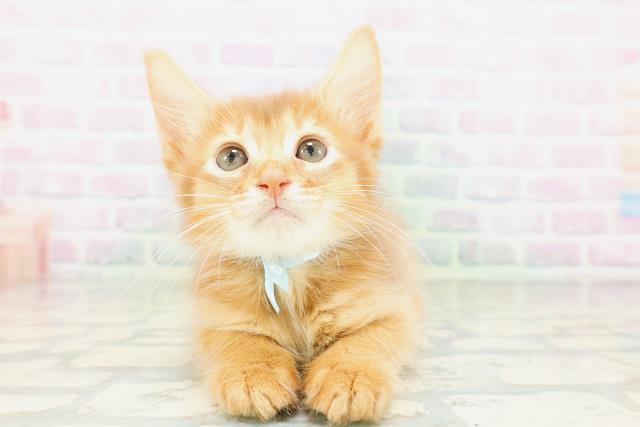 大阪府のソマリ (Coo&RIKU高槻店/2026年5月15日生まれ/男の子/レッド)の子猫