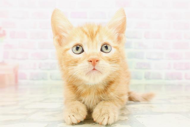 富山県のアメリカンカール (Coo&RIKU富山店/2026年5月16日生まれ/男の子/レッドタビー)の子猫の1枚目の画像