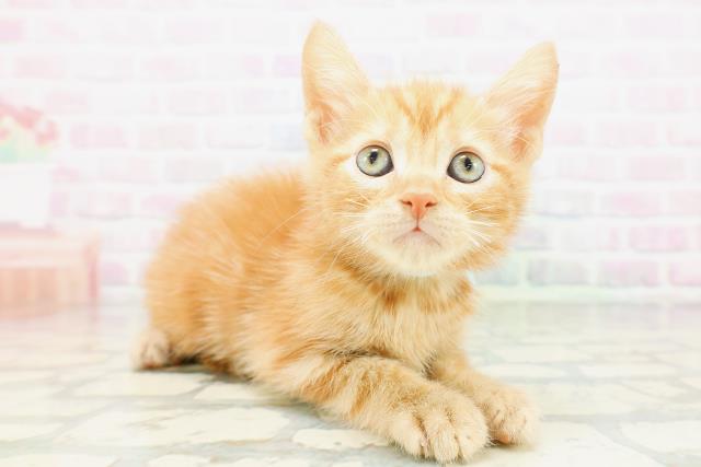 富山県のアメリカンカール (Coo&RIKU富山店/2026年5月16日生まれ/男の子/レッドタビー)の子猫の3枚目の画像