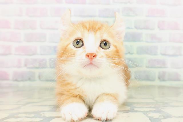 群馬県のアメリカンカール (Coo&RIKU前橋店/2026年5月16日生まれ/男の子/レッドタビーホワイト)の子猫の1枚目の画像